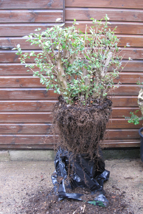 Privet Multi Trunk Bonsai